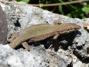 Podarcis pityusensis pityusensis, samica,  30.05.2019