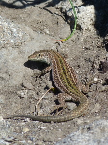 Podarcis pityusensis pityusensis, samica,  30.05.2019