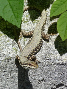 Jašterica múrová ( Podarcis muralis brongniardii ), samec, Altsasu, 30.05.2019, 12:22 - 12:36 hod.