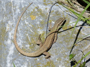 Jašterica múrová ( Podarcis muralis brongniardii ), samec, odpočívadlo Aire de Bordes (Tournay), 31.05.2019.