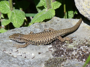 Jašterica múrová ( Podarcis muralis brongniardii ), samec, odpočívadlo Aire de Bordes (Tournay), 31.05.2019.