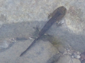 Larva salamandry škvrnitéj ( Salamandra salamandra ), Gailbergbach, 05.07.2019, 06:47 hod.