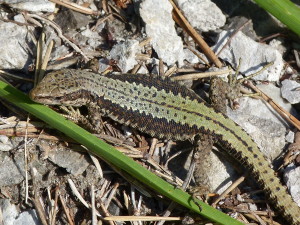 Jašterica chorvátská ( Iberolacerta horvathi ), samec, Gailberg, 05.07.2019, 07:08 hod.