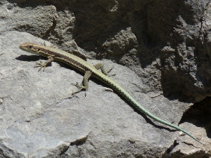 Jašterica chorvátská ( Iberolacerta horvathi ), mláďa, Gailberg, 05.07.2019.