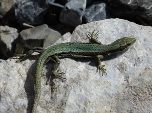 Iberolacerta horvathi, samička, a po vykladení vajec, Gailberg, 05.07.2019. 