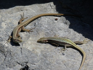 Vľavo samička Podarcis muralis maculiventris, vpravo samička Iberolacerta horvathi, Gailberg, 07:52 hod.            