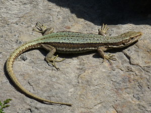 Iberolacerta horvathi, samička s vajíčkami, Gailberg, 05.07.2019, 07:25 - 49 hod. 