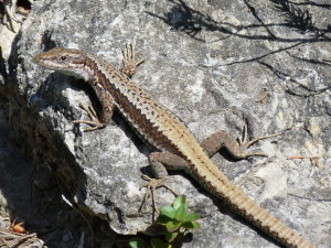 Iberolacerta horvathi, mladý samec, 08:34 hod.