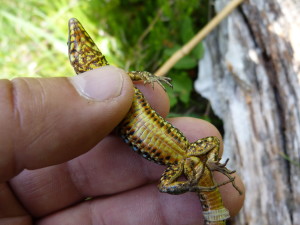 Samec jašterice múrovej ( Podarcis muralis maculiventris ), brucho samca, Gailberg, 05.07.2019.