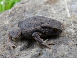 Malá ropucha bradavičnatá ( Bufo bufo ), Gailberg, 05.07.2019, 09:44 hod.