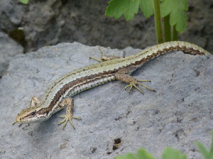 Samička Iberolacerta horvathi, kasárne, 05.07.2019, 13:42 hod