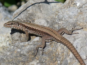 Jašterica múrová ( Podarcis muralis maculiventris ), samec, Pirknerbach, 06.07.2019, 08:18 hod.