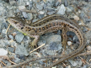 Jašterica krátkohlavá ( Lacerta agilis agilis ), samička, Sankt Johann in Tirol, 06.07.2019, 15:25 - 15:34 hod.