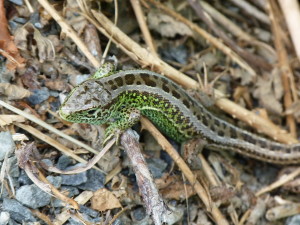 Jašterica krátkohlavá ( Lacerta agilis agilis ), samec, Sankt Johann in Tirol.