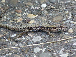 Jašterica múrová ( Podarcis muralis brongniardii ), samec, Wimmental.