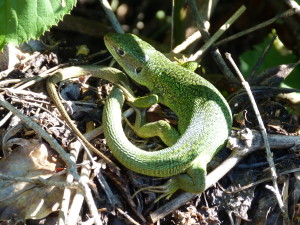 Jašterica zelená - západná ( Lacerta bilineata ), samec, Wurmlingen.