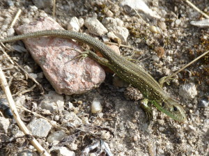 Jašterica krátkohlavá ( Lacerta agilis ), mláďa, prístav.