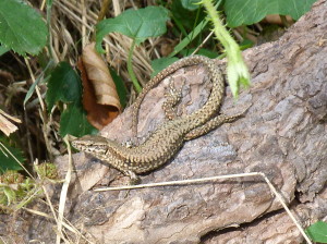 Jašterice múrová ( Podarcis muralis maculiventris ), samec, Norimberg.