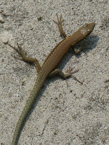 Jašterica múrová ( Podarcis muralis maculiventris ), mláďa, Cavaion Veronese.