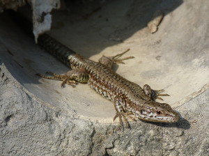 Jašterica múrová ( Podarcis muralis maculiventris ), samec, Novi Ligure. 