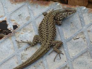 Jašterica múrová ( Podarcis muralis maculiventris ), samec, Novi Ligure. 