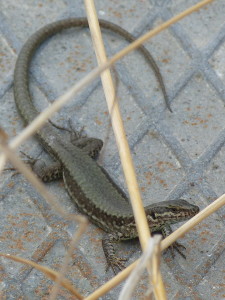 Jašterica múrová ( Podarcis muralis maculiventris ), samička, Cavaion Veronese.