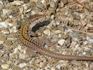 Jašterica ruinová ( Podarcis siculus siculus ), samec.