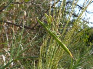 Modlivka nábožná ( Mantis religiosa ).