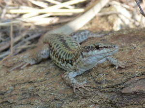 Jašterica ruinová ( Podarcis siculus siculus ), samec.