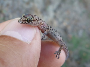 Gekón krátkoprstý ( Hemidactylus turcicus ).