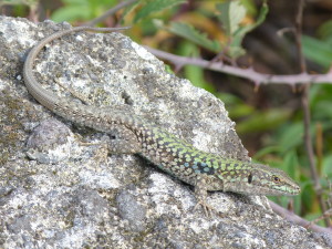 Jašterica ruinová ( Podarcis siculus siculus ), samec.