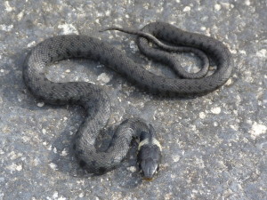 Mláďa užovky obojkovej ( Natrix natrix sicula ).