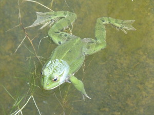 Pravdepodobne skokan zelený (  Pelophylax kl. esculentus), dospelý.