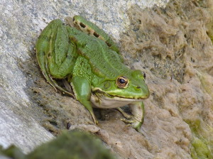 Skokani zelený (  Pelophylax kl. esculentus), dospelý.