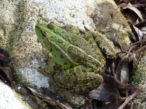 Pravdepodobne skokan zelený (  Pelophylax kl. esculentus), dospelý.