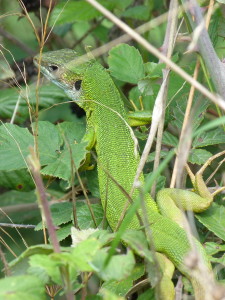 Samec jašterice dvojpásej (Lacerta bilineata chloronota).