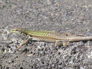 Jašterica ruinová ( Podarcis siculus siculus ), samička.