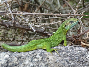 Jašterica dvojpása ( Lacerta bilineata chloronota ), samec.