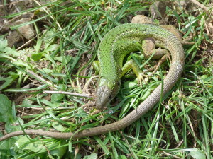 Jašterica dvojpása ( Lacerta bilineata chloronota ), samička.