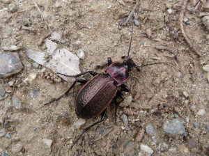 Bystruška Carabus morbillosus alternans zo smetiska v Oliveri.