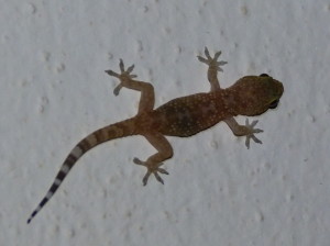 Gekón krátkoprstý ( Hemidactylus turcicus ), kemp Marinello.