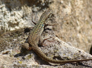 Jašterica ruinová ( Podarcis siculus siculus ), samička, ostrov Panarea.