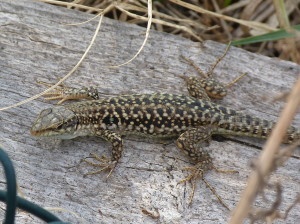 Jašterica ruinová ( Podarcis siculus siculus ), samička, Stromboli.