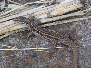 Jašterica ruinová ( Podarcis siculus siculus ), mladá samička, Stromboli.