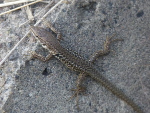 Jašterica ruinováJašterica ruinová ( Podarcis siculus siculus ),  mláďa, Stromboli.