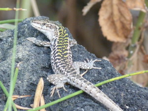 Jašterica ruinová ( Podarcis siculus siculus ), samec, Stromboli.