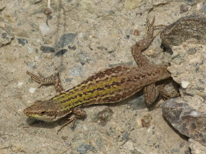 Jašterica ruinová ( Podarcis siculus siculus ), samička, Patti.