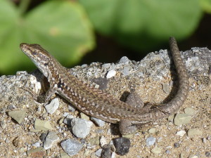 Jašterica ruinová ( Podarcis siculus siculus ), samička, kopec nad Cefalú. 