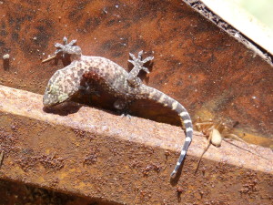 Gekón krátkoprstý ( Hemidactylus turcicus ), kopec nad Cefalú.