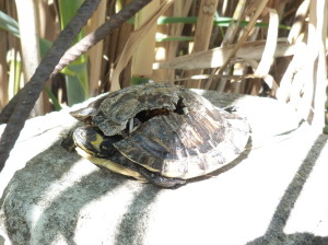 Korytnačka nádherná ( Trachemys scripta elegans ), zrazená na ceste.	